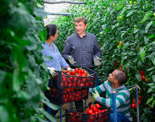 Obraz premium Latino male and female workers communicating while gathering crop of tomatoes in glasshouse