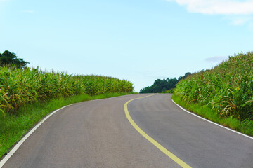 Fototapeta premium The image shows a rural asphalt road with green corn field on both sides and blue sky in the background.