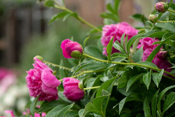 pink peony's