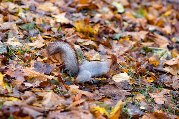 Red squirrel in the autumn forest in its natural habitat . Portrait of a squirrel close up. The forest is full of rich warm colors.