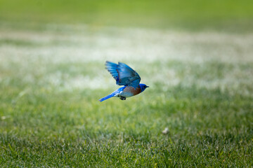 western blue bird flying in a grassy field