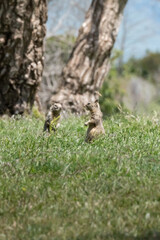 Two Prairie dogs looking at each other