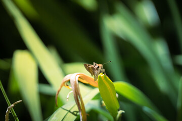 Lone moth sitting on a leaf
