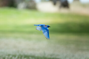 Obraz premium Western Blue Bird, mid flight, wings aimed down