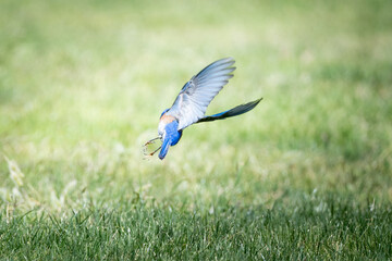 Western blue bird mid flight
