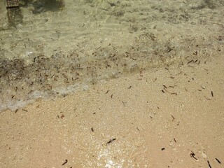 Dried leaves on beach