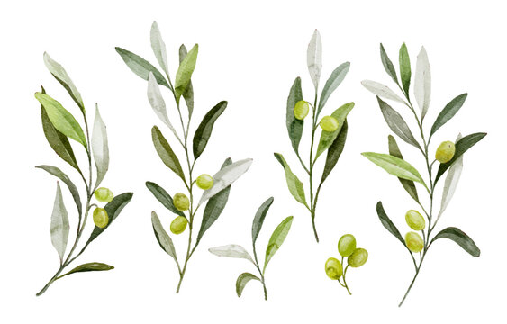 Watercolor vector  green olive branch with leaves and fruits