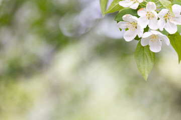Cherry Blossom Sakura Tree Asia, Korea, Japan trees. Blurred Bokeh Flower Background Wallpaper. Tree Branch Wallpaper. © Ashley