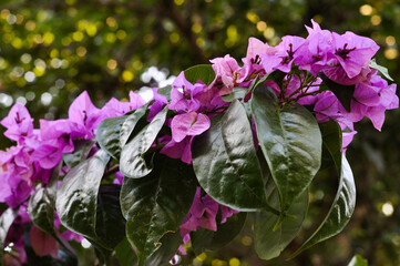florescer