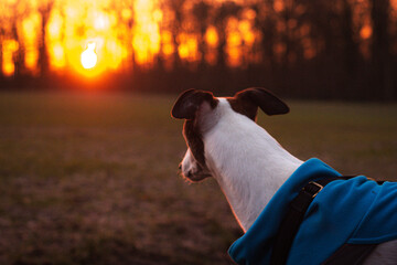 Sun, Dog