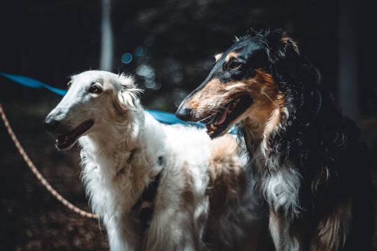 Barsois , Windhund, Liebesp&auml;rchen
