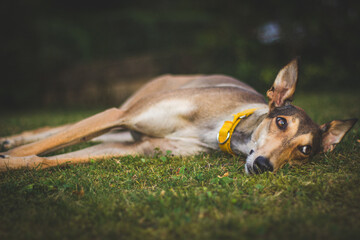 Windhund, Chortaj, Dog, Hund