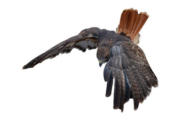 Red-tailed Hawk (Buteo jamaicensis) Photo, in Flight against a Isolated Transparent PNG Background