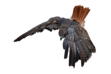 Red-tailed Hawk (Buteo jamaicensis) Photo, in Flight against a Isolated Transparent PNG Background