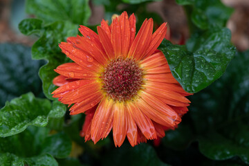 orange gerbera flower