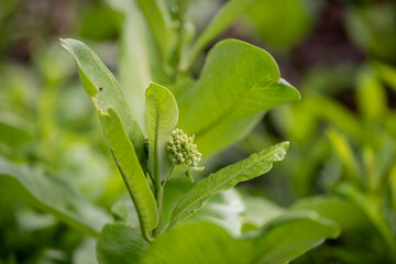 milkweed plant