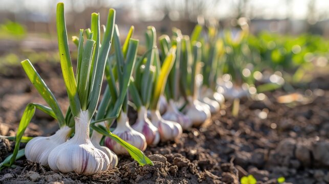Homegrown fresh garlic sprouting in a spring garden