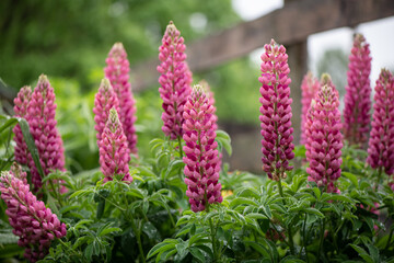 pink lupines