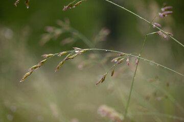 grass in the wind with rain drop