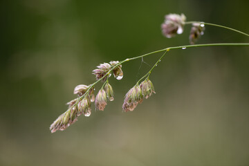 grass in the wind with rain drop