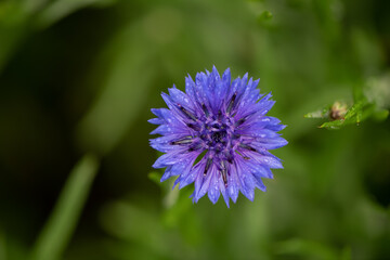 cornflower in rain