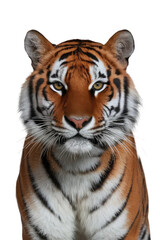 Obraz premium Isolated PNG Tiger Wildlife, GENERATIVE AI