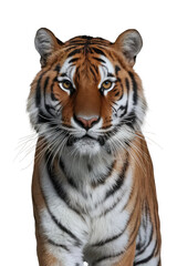 Fototapeta premium Isolated PNG Tiger Wildlife, GENERATIVE AI