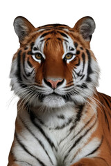 Obraz premium Isolated PNG Tiger Wildlife, GENERATIVE AI
