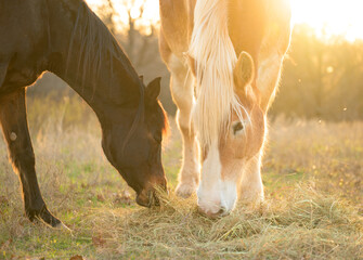 A Belgian draft horse and an Arabian horse sharing hay in early spring pasture, against setting sun