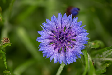 cornflower rain drops