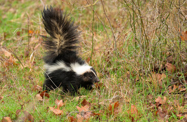 Young Striped skunk walking in a dewy grass on a spring morning