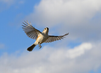 Beautiful Tufted Titmouse in flight, against partly cloudy sky