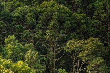 Candelabra tree forest. Paraná or Brazilian pine (Araucaria angustifolia). Critically Endangered...