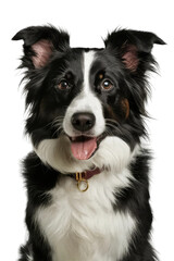 Fototapeta premium Isolated PNG Cute Dog Breed, GENERATIVE AI