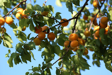 Many delicious ripe apricots on tree outdoors