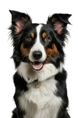 Isolated PNG Cute Dog Breed, GENERATIVE AI