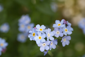 Beautiful forget-me-not flowers growing outdoors, space for text. Spring season