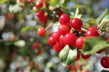 Cherry tree with ripe red berries outdoors, closeup