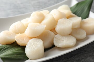Fresh raw scallops on grey table, closeup