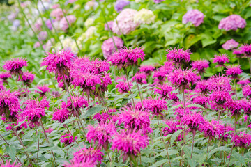 公園に咲くタイマツバナ