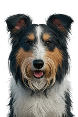 Isolated PNG Cute Dog Breed, GENERATIVE AI