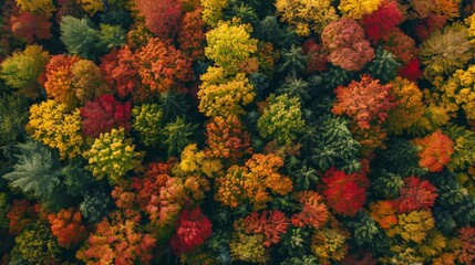 Overhead view of a forest in autumn, showcasing a breathtaking array of fall colors from green to amber © Lakkhana