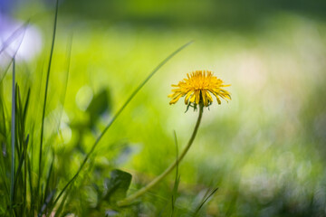 A close-up of a yellow dandelion in a field of green grass, with a beautifully blurred background...