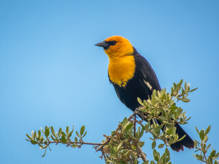 A vibrant Yellow-headed blackbird with a striking yellow head and chest, and black wings and body, perches on a branch against a clear blue sky.