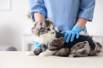 Veterinarian examining cute cat wearing recovery suit after sterilization in vet clinic