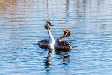 Crested grebe in the water in a courtship dance