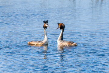 Crested grebe in the water in a courtship dance