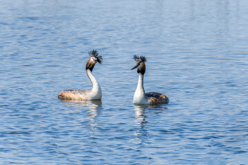 Crested grebe in the water in a courtship dance