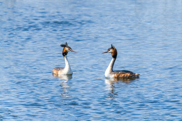 Crested grebe in the water in a courtship dance