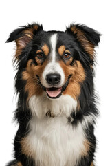 Fototapeta premium Isolated PNG Cute Dog Breed, GENERATIVE AI